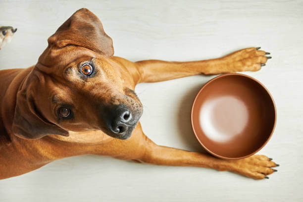 Big Appetites, Big Nutrition: Unleashing the Best Dog Food Choices for Large Breeds