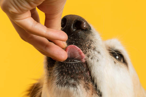 Meat Marvels: Unveiling the Best Choices for Nourishing Your Puppy