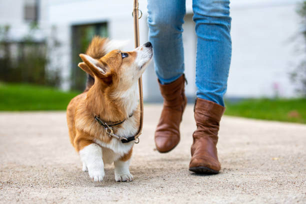 Puppy Prowess Unleashed: Mastering Behavior and Training Tips for a Harmonious Bond