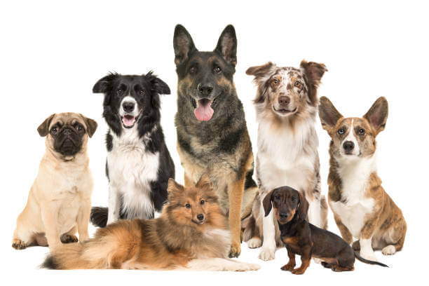 Unveiling Dog Breeds and Trends: Exploring the Fascinating World of Canine Diversity