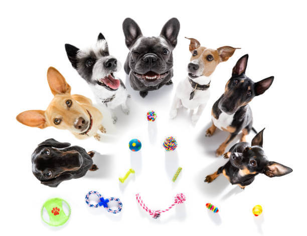 Playful Paws: Unveiling the Trendiest Toys for Puppies