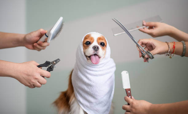 Luscious Locks: Mastering the Art of Grooming Dogs with Long Hair