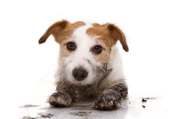 From Mess to Fresh: How to Groom a Dirty Dog After Outdoor Adventures