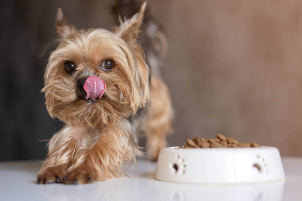 Small Wonders, Big Nutrition: Unleashing the Best Dog Food Choices for Small Breeds